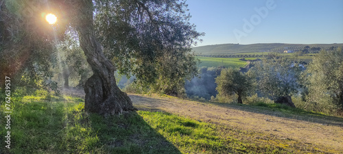 Sunset among the olive trees