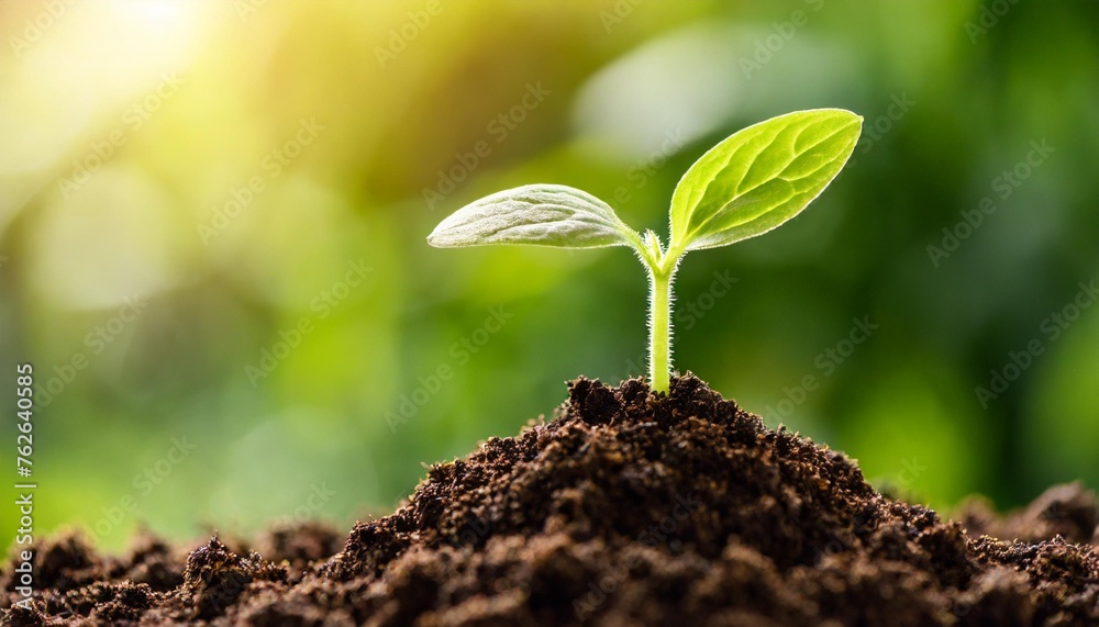 seedling are growing from the rich soil - obrazy, fototapety, plakaty 