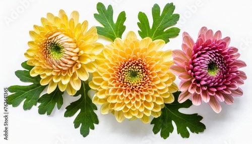 chrysanthemum flower heads with green leaves isolated on white background closeup garden flowers set no shadows top view flat lay photo