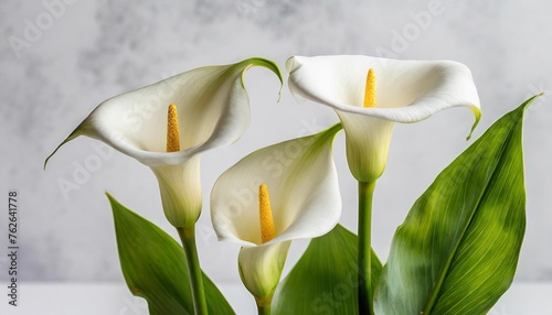 three white calla lilies on a white background