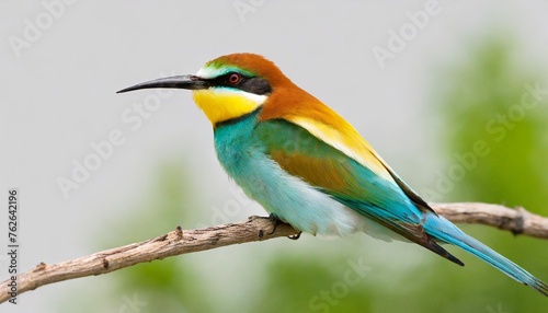 european bee eater merops apiaster png isolated on transparent background
