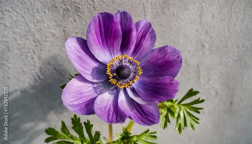 beautiful single patel purple coloured anemone flower on the grey wall background close up vertical view photo