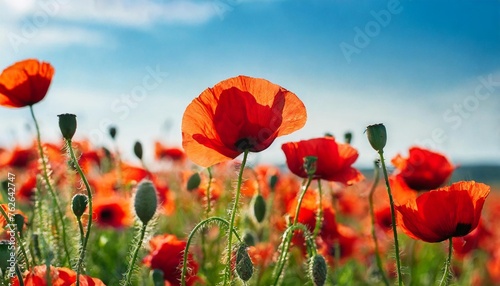 red poppy flowers