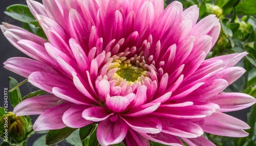 close up of pink flower aster with pink petals