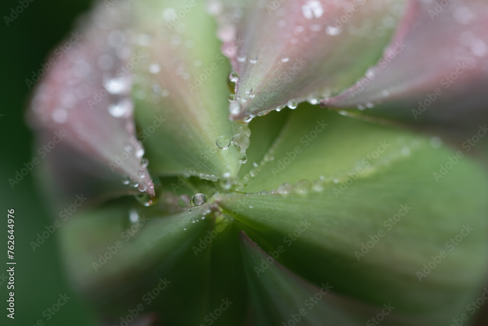 Macro image of an emerging flower covered in rain drops Macro image of an emerging flower covered in rain drops