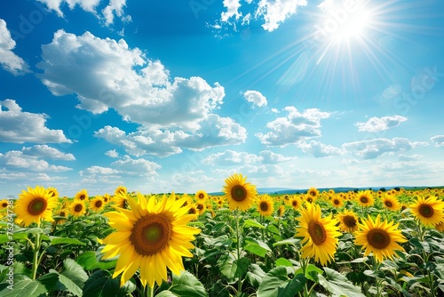 The sun s rays beam down on a vibrant field of sunflowers  painting a picturesque scene of floral abundance against a backdrop of a clear sky.