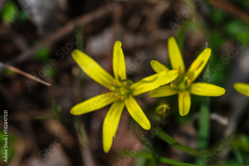 Yellow Star-Of-Bethlehem (Gagea lutea)