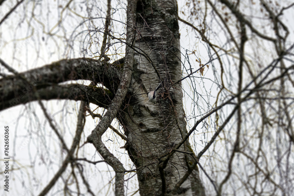Obraz premium Long-tailed tit (Aegithalos caudatus) hanging off a tree branch in Zurich, Switzerland