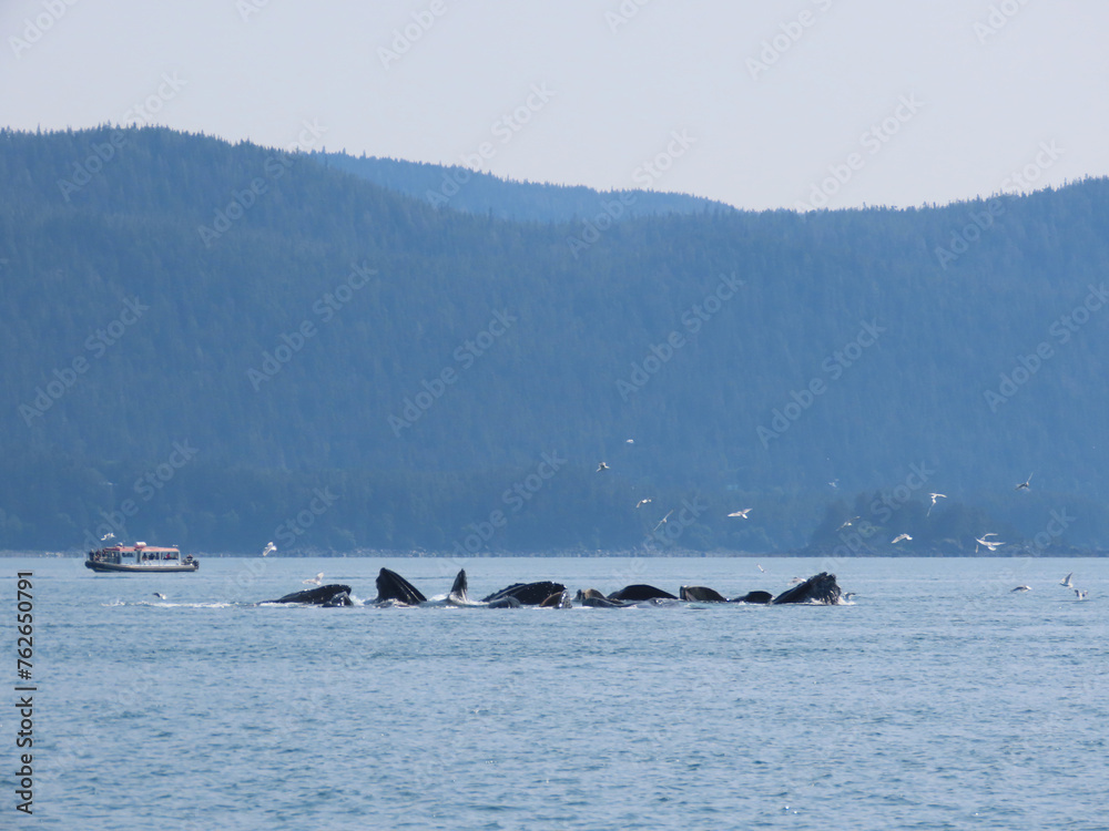 bubble net feeding humpback whales bubble net feeding humpback whales