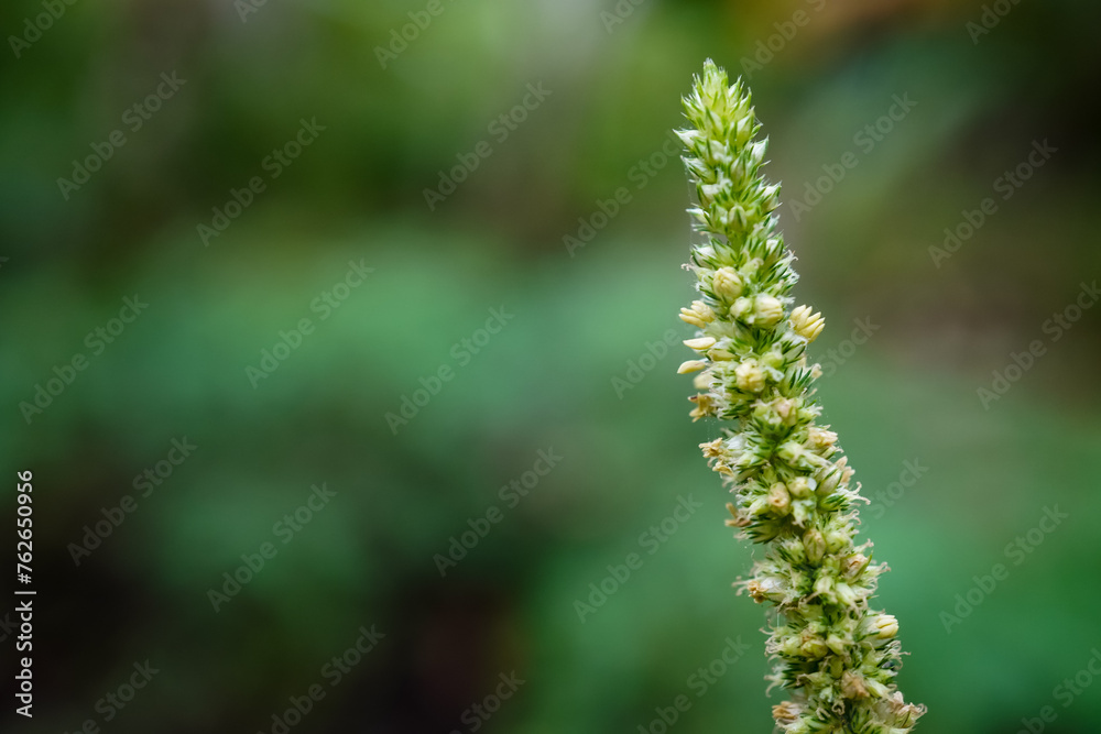 Close up photo of spinach flowers with bokeh backgrounds. Empty blank copy text space. Close up photo of spinach flowers with bokeh backgrounds. Empty blank copy text space.