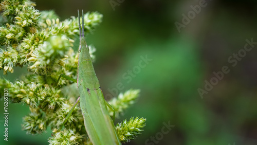 Macro photography of Atractomorpha crenulata Grasshopper perched on spinach flower. Empty blank copy text space. Atractomorpha Lata. photo