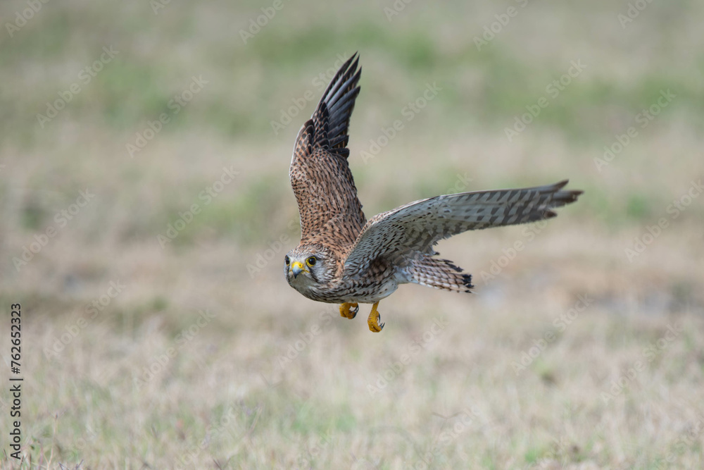 Fototapeta premium Portrait of common Kestrel