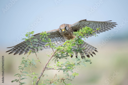 Portrait of common Kestrel