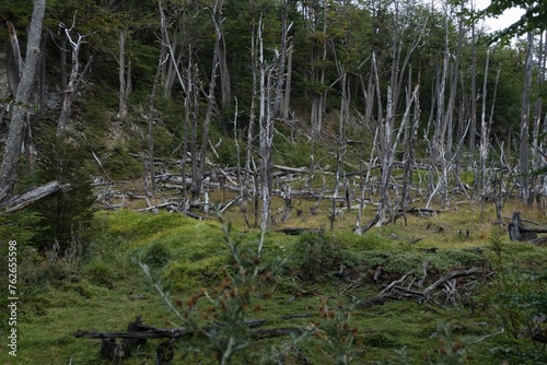 patagonia nature in tierra del fuego