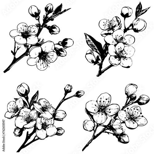 Hand drawn cherry blossom branch. Vector illustration in sketch style. Vintage spring flowers.