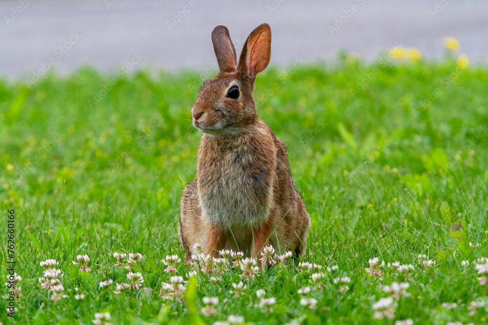 A wild Rabbit grazing on grass and small flowers.