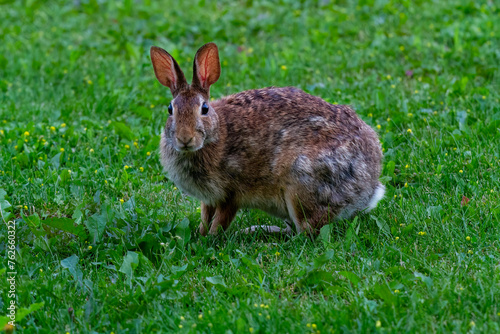 A wild Rabbit grazing on grass and small flowers.