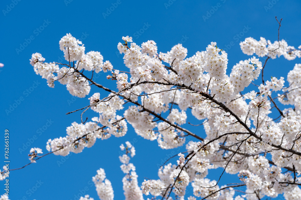 Beautiful cherry blossoms in Washington DC against a blue sky Beautiful cherry blossoms in Washington DC against a blue sky