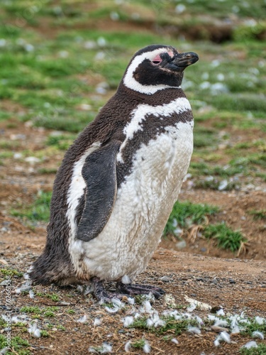 pinguin colony on magdalena islang in chile photo