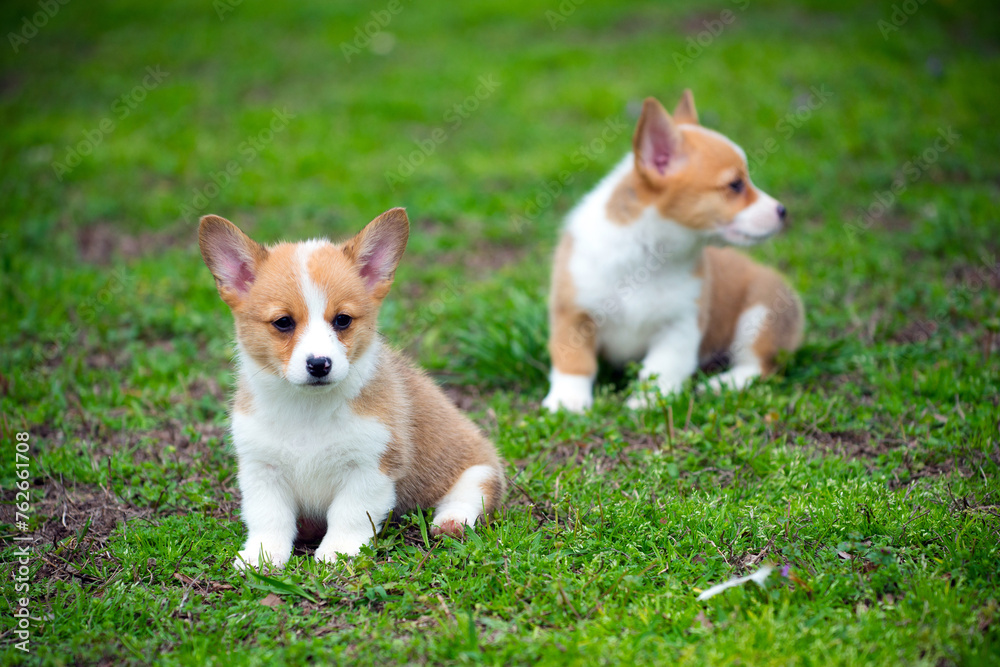 Portrait of cute pembroke welsh corgi puppies Portrait of cute pembroke welsh corgi puppies