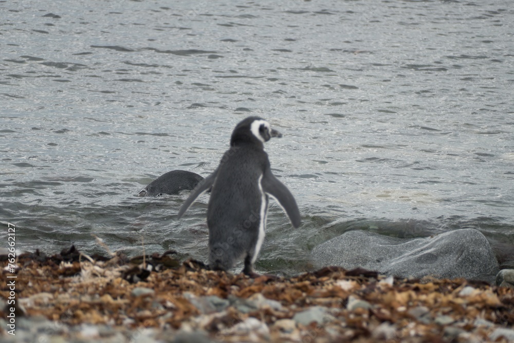 Fototapeta premium pinguin colony on magdalena islang in chile