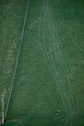 Green grass field divided by fence and a dog. Pentland Hills, Scotland