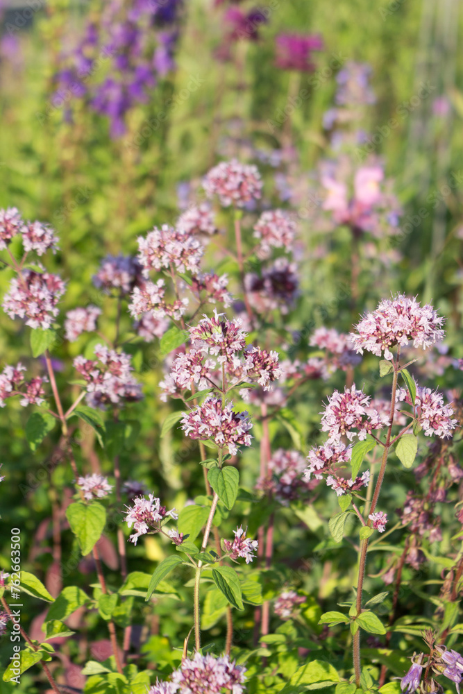 Thymus , thyme - healing herb and condiment growing in nature, natural floral background.