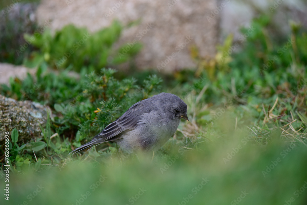 Obraz premium Plumbeous Sierra Finch, Quebrada del Condorito National Park,Cordoba province, Argentina
