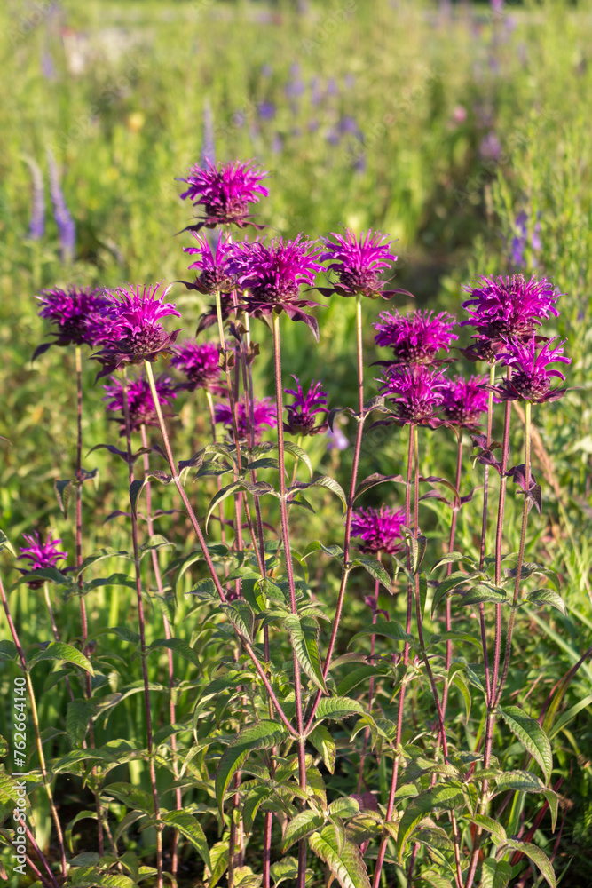 Fototapeta premium Close-up of the border of a flowering garden with Monarda. Sunny summer day.