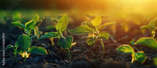 Small plants growing in a row on a cultivated field at sunset