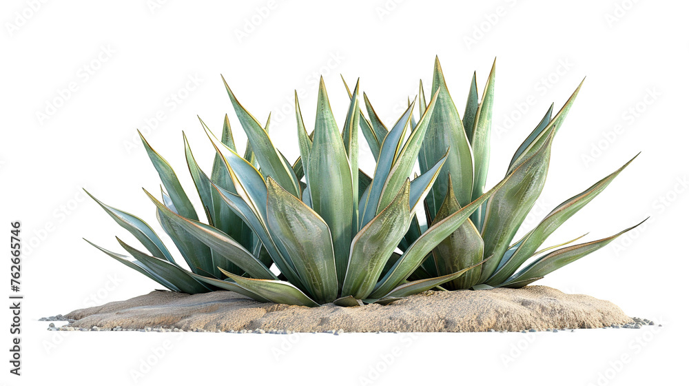 Fototapeta premium Agave bush on white background,png