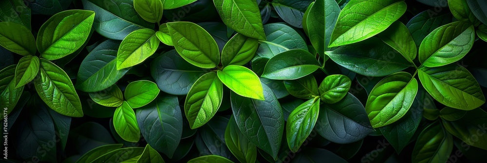 Close up of lush green hedge wall with small leaves in garden eco friendly evergreen background Close up of lush green hedge wall with small leaves in garden eco friendly evergreen background