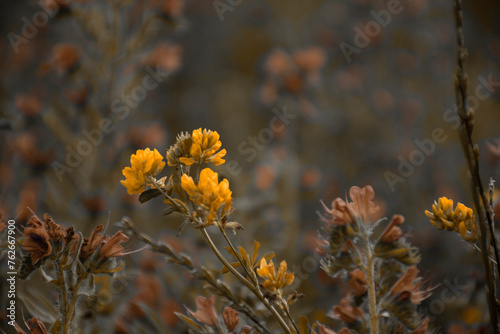 Fotografija yellow meadow flowers