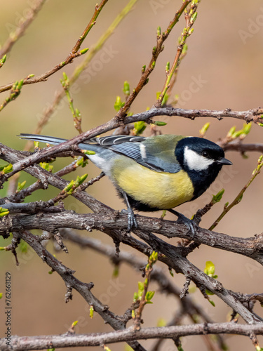 Great tit and spring