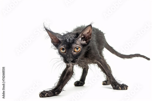 Funny Lykoi cat on white background photo