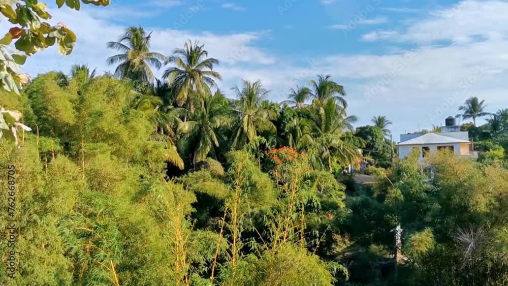 Tropical green nature forest and jungle palm trees in Mexico. Tropical green nature forest and jungle palm trees in Mexico.
