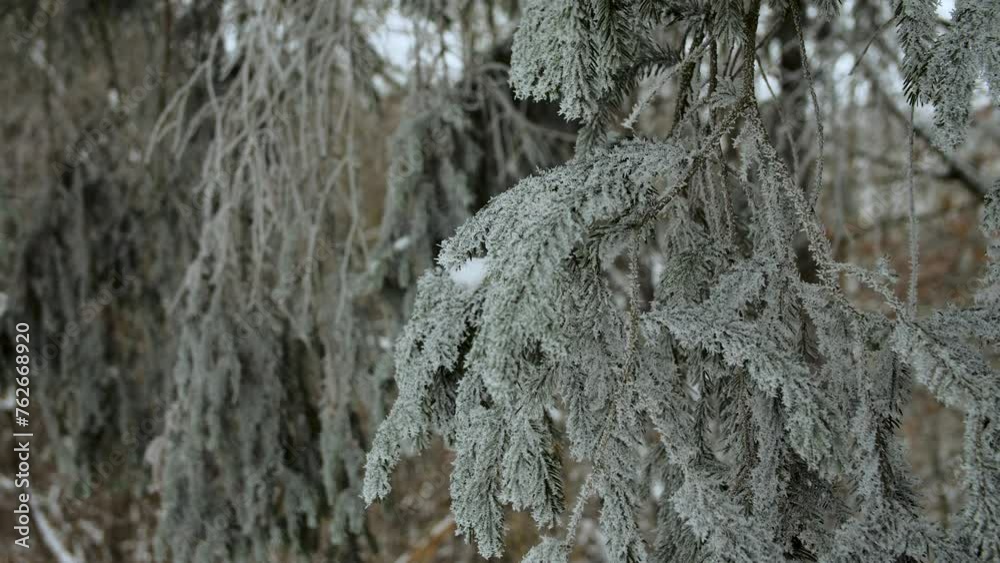 Close-up of snow-covered spruce branches. Close-up of fir branches covered with snow. A frozen winter forest.
Close-up of snow-covered spruce branches. Close-up of fir branches covered with snow. A frozen winter forest.