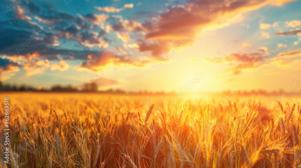 Experience the essence of summer with a close-up of golden wheat ears against a backdrop of a vast wheat field, symbolizing the bountiful harvesting period