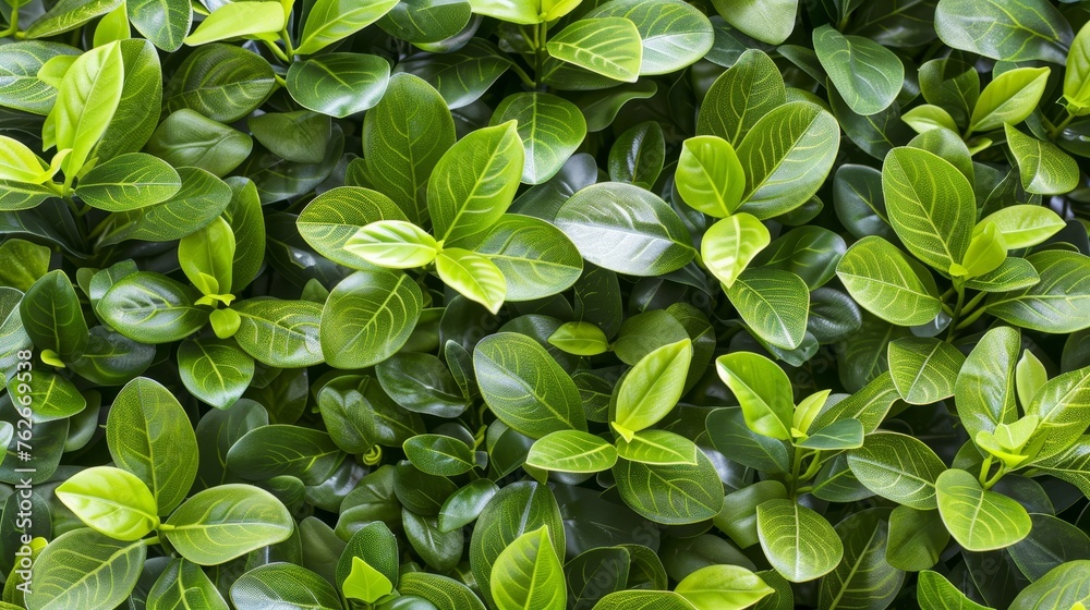 Close up of lush green hedge wall with small leaves eco friendly garden background Close up of lush green hedge wall with small leaves eco friendly garden background