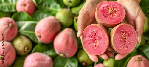 Hand holding ripe tropical guava on blurred background with copy space for text placement
