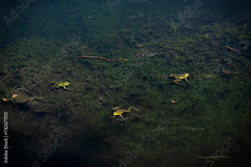 Frogs in lake, arboretum Tesarske Mlynany, Slovakia photo