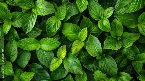 Full frame shot of lush green leaves, capturing the essence of nature in a vibrant background illustration.