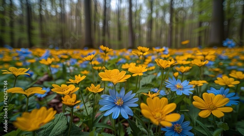 Spring in the forest, yellow and blue wild flowers on the forest floor,