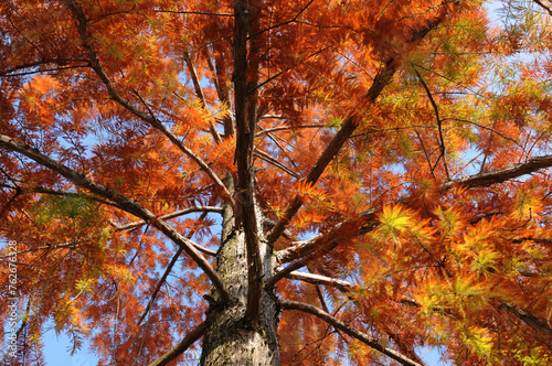 gelb-rot-braune Herbstpracht