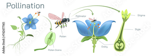The process of transferring pollen grains from anther to stigma to different anther and stigma of flower is called pollination. Pollination vector illustration. Self pollination and cross pollination