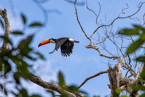 Flying Toco toucan, known in Brasil as Tucano Toco, in the Atlantic Forest of the mountains of Rio de Janeiro, Brasil...