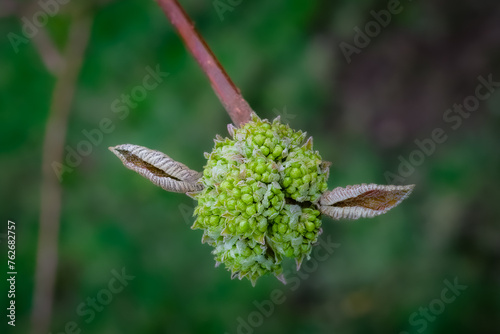 Wolliger Schneeball oder Gremlin? photo