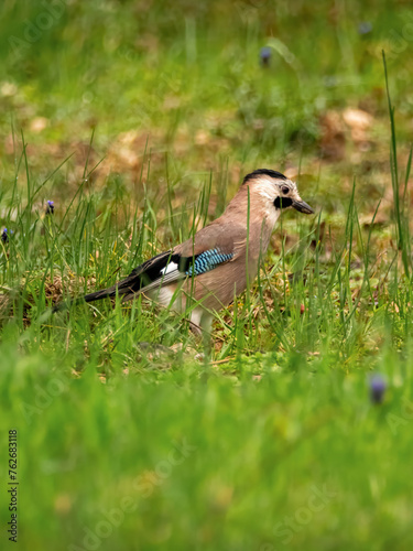 Common jay is searching for food
