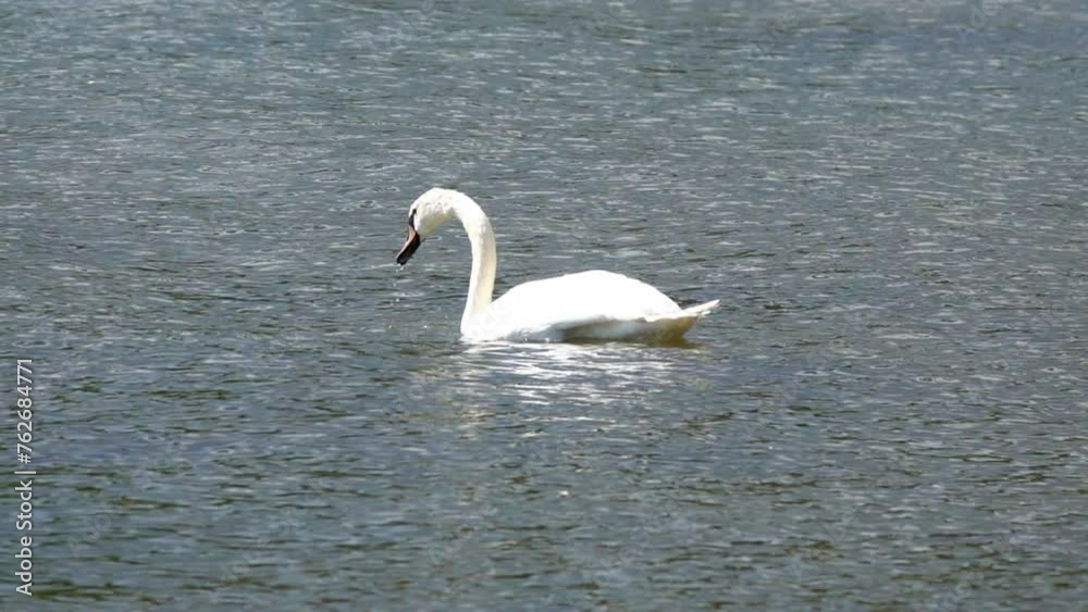 A Solitary Swan Glides Gracefully Across The Calm Waters Of A Stockholm Lake, Embodying Elegance And Tranquility In Nature A Solitary Swan Glides Gracefully Across The Calm Waters Of A Stockholm Lake, Embodying Elegance And Tranquility In Nature