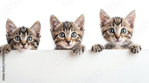 cat peeking behind the white wall on a white background. © Lucianastudio
